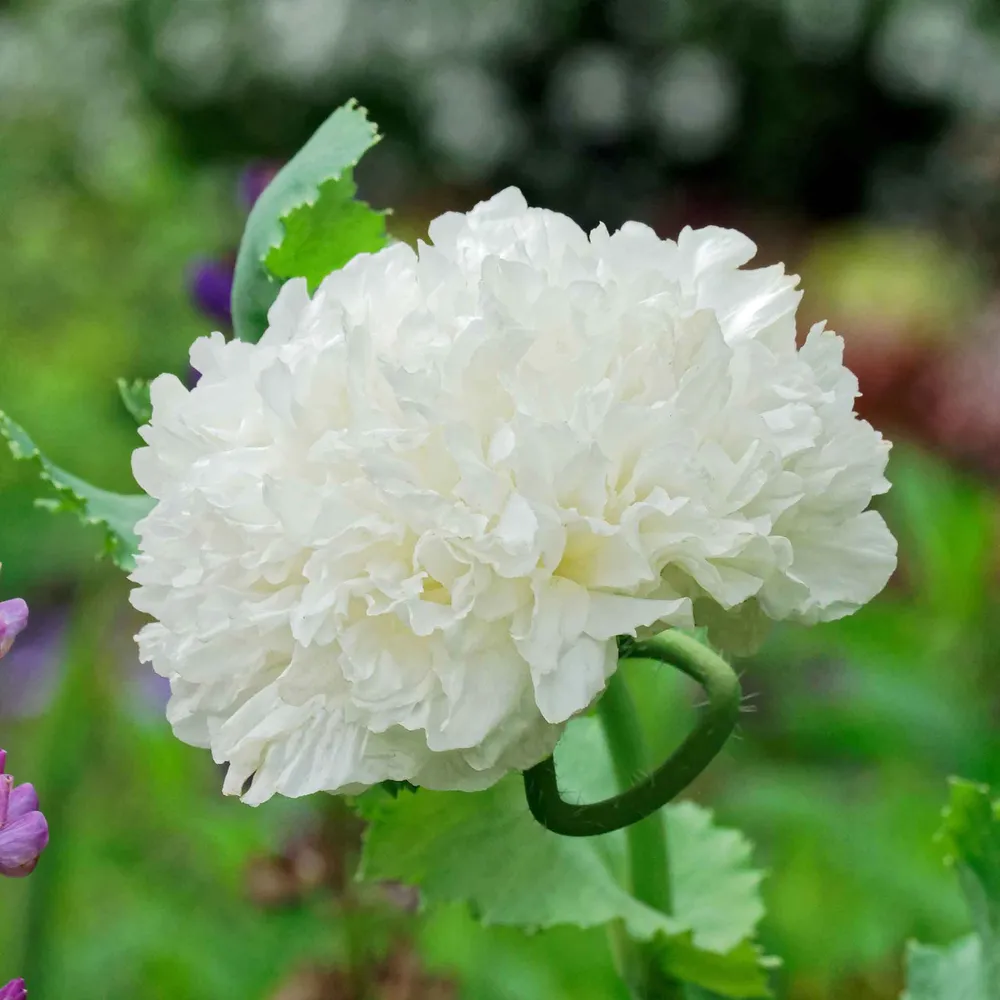 VEGSOW White Cloud Poppy Seeds - Heirloom Flower Seeds for Home Gardening