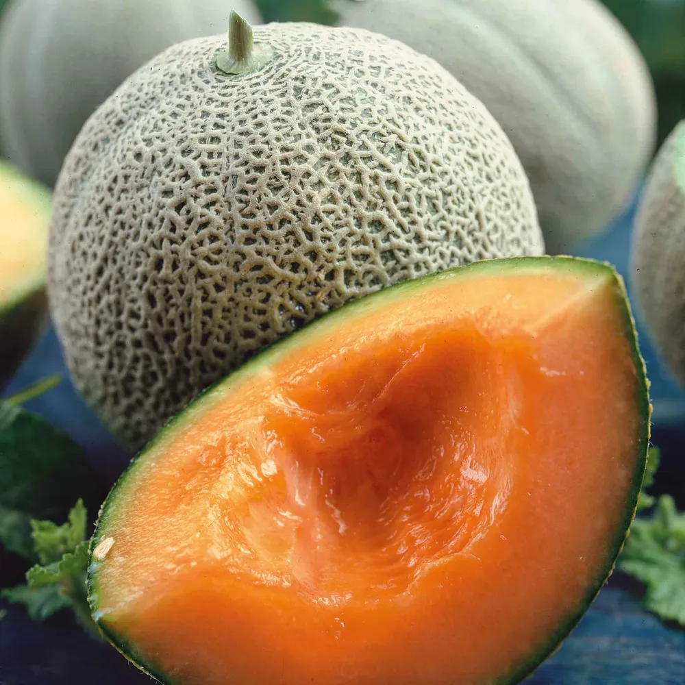 VEGSOW Honey Rock Melon Seeds - Heirloom Cantaloupe Seeds for Home Gardening