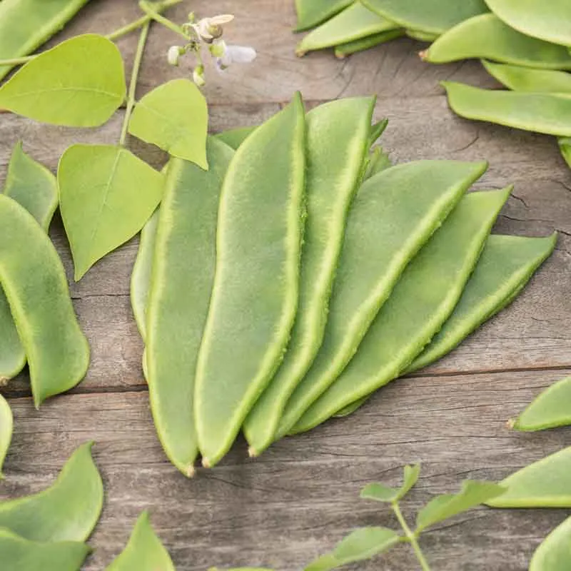 VEGSOW Fordhook 242 Bush Lima Bean Seeds - Heirloom Vegetable Variety