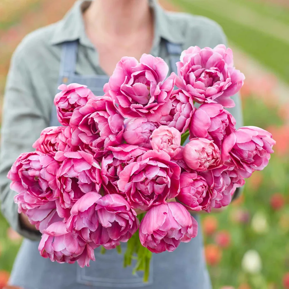 VEGSOW Blue Diamond Tulip Bulbs - Spring Flowering Perennial Garden Bulbs