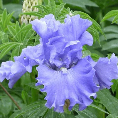 VEGSOW Bearded Iris Bulbs - Merchant Marine Perennial Rhizomes