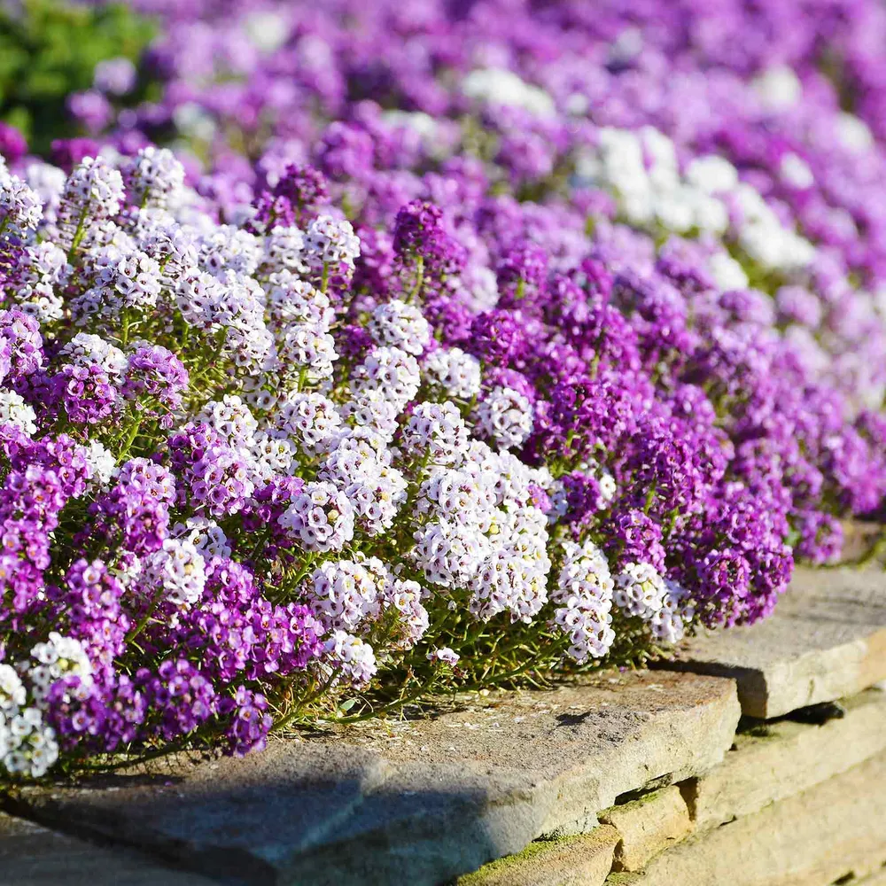 VEGSOW Alyssum Seeds - Magic Circle Mix