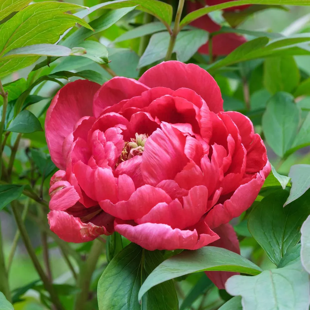 VEGSOW Red Sarah Bernhardt Peony Roots - Bare Root Perennial Flower