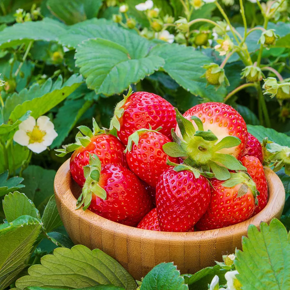 VEGSOW Fort Laramie Everbearing Strawberry Roots - Perennial Fruit Garden Starts