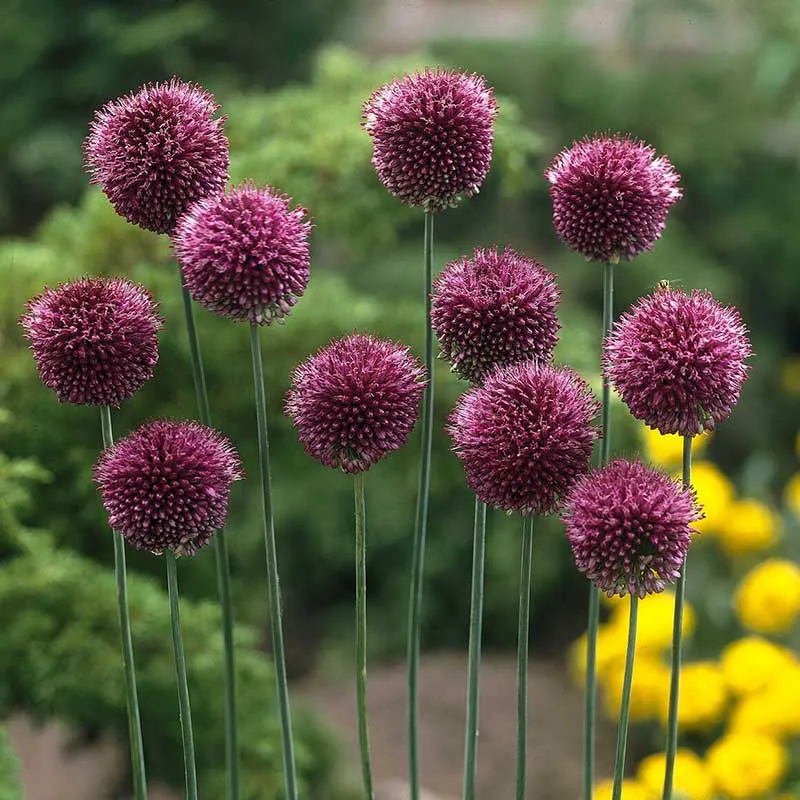 VEGSOW Allium Sphaerocephalon Bulbs - Drumstick Allium Flower Bulbs