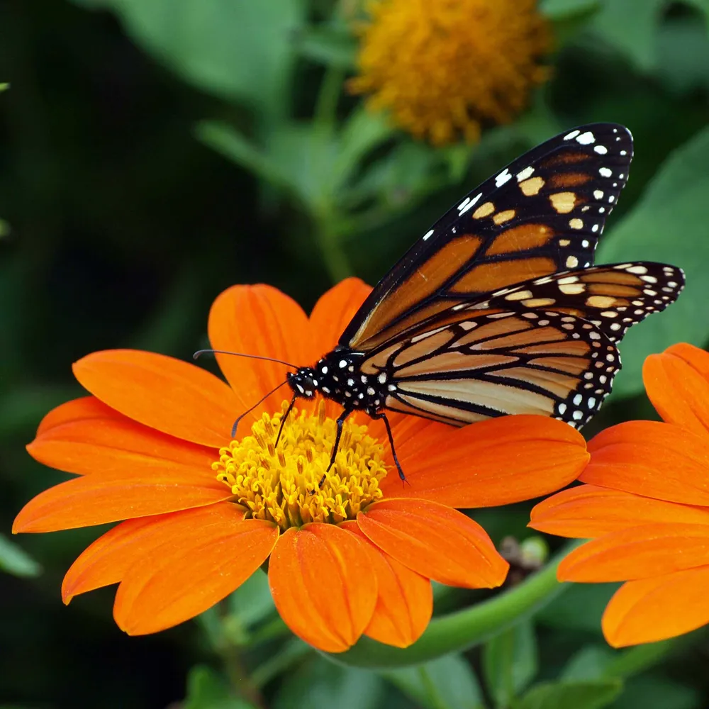 VEGSOW Mexican Sunflower Seeds - Torch Variety (Tithonia rotundifolia)