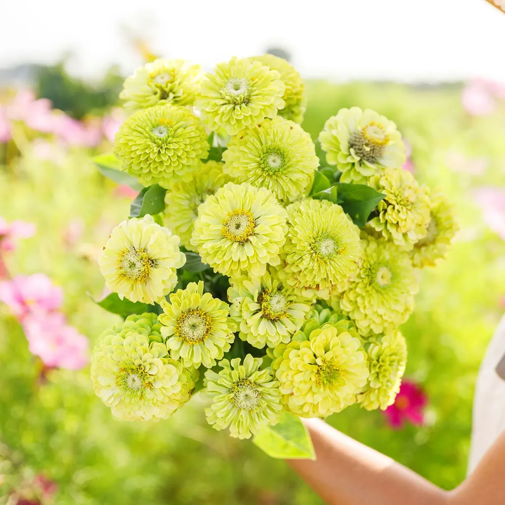 VEGSOW Zinnia Seeds - Envy (Lime Green Annual Flower)