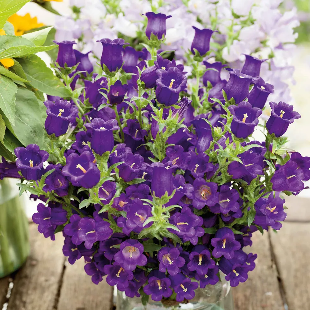 VEGSOW Canterbury Bells Seeds - Champion Blue