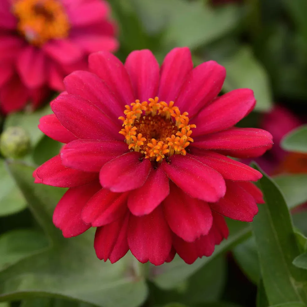 VEGSOW Zahara Double Cherry Zinnia Seeds - Heat Tolerant Annual Flower Seeds