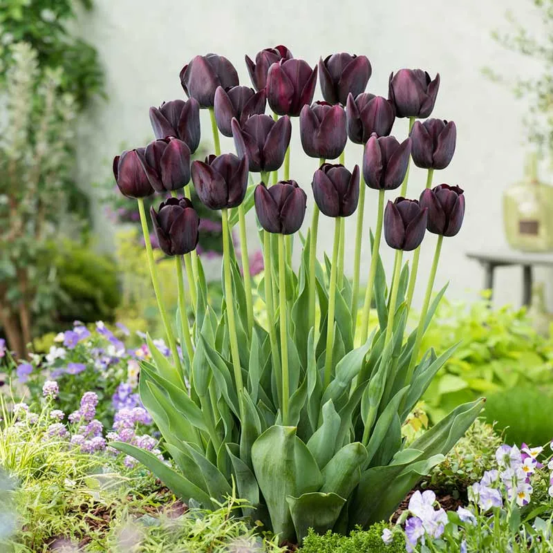 VEGSOW Queen of Night Tulip Bulbs - Deep Purple Single Late Variety