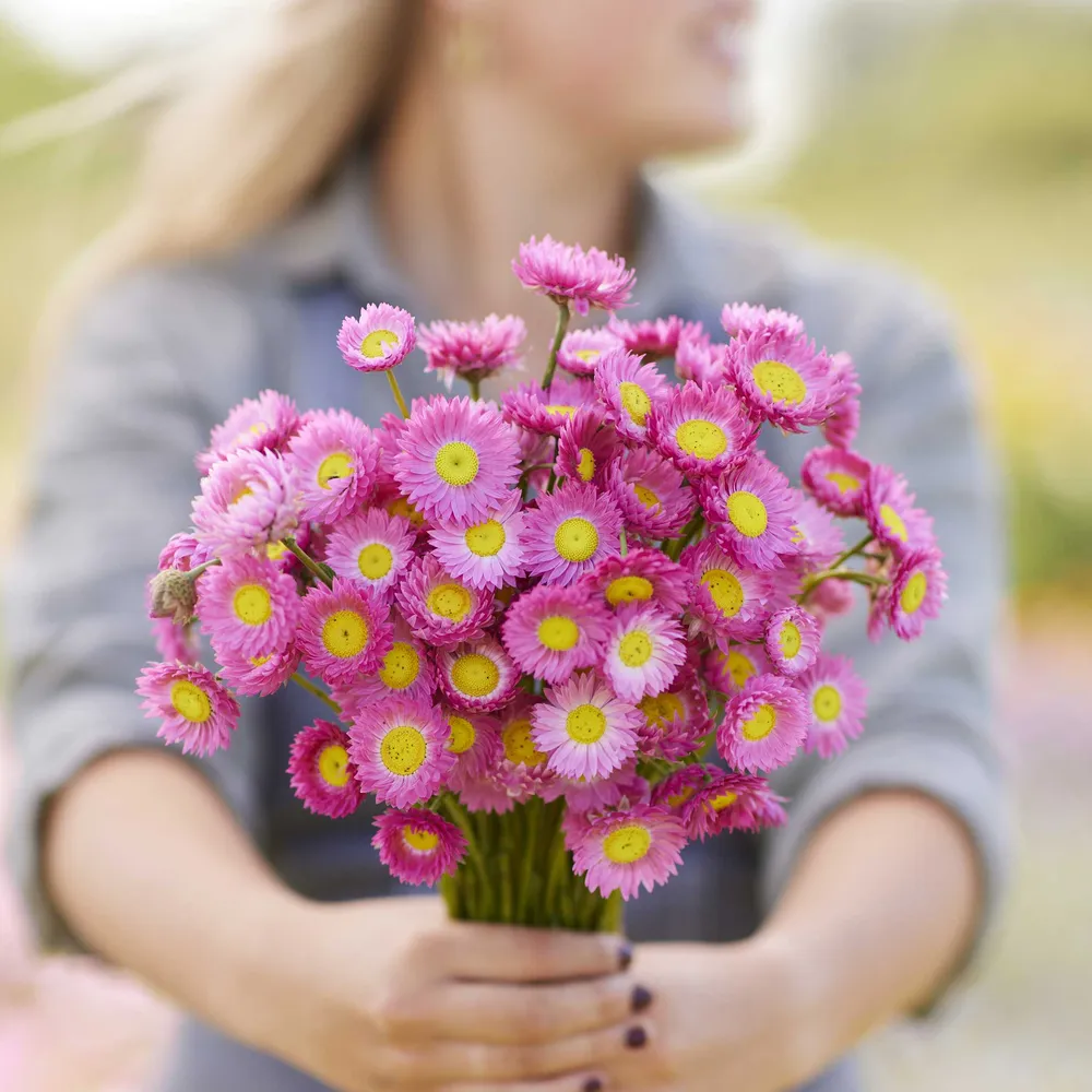 VEGSOW Brilliant Rose Daisy Seeds - Paper Packet Flower Seeds