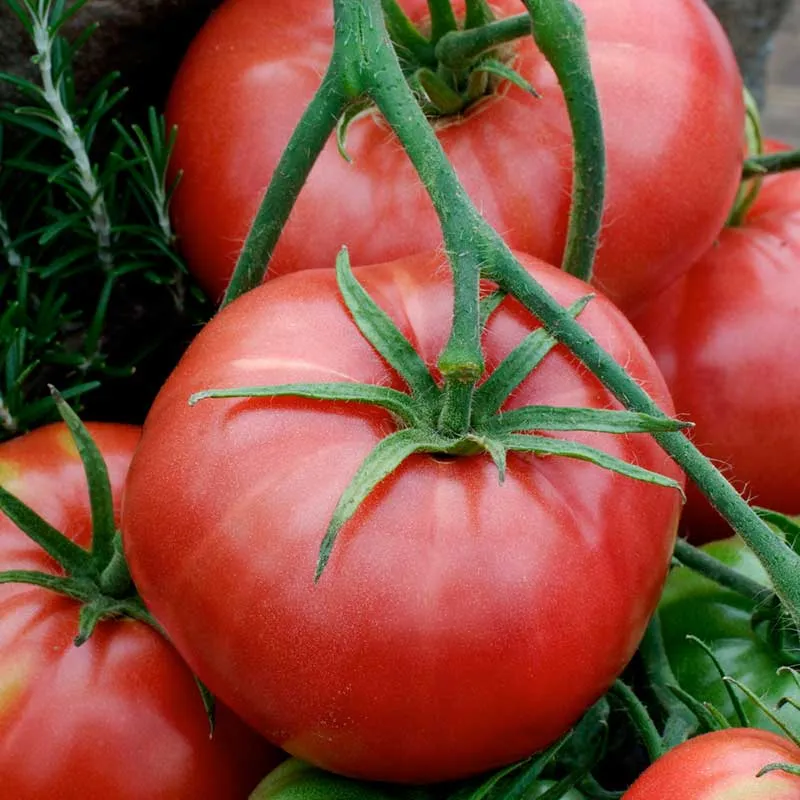 VEGSOW Brandywine Red Tomato Seeds - Heirloom Regular Leaf Variety