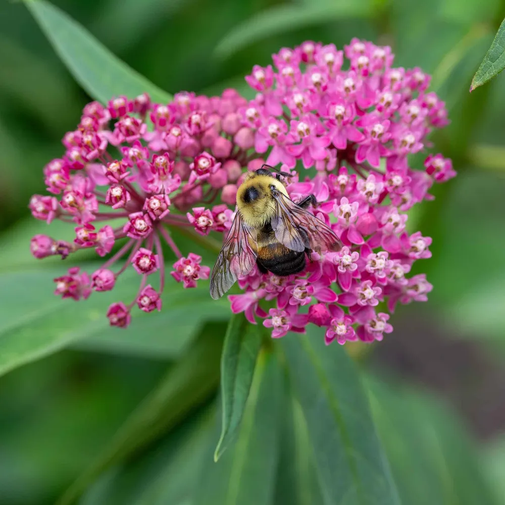 VEGSOW Butterfly Milkweed Roots - Cinderella (Asclepias incarnata)