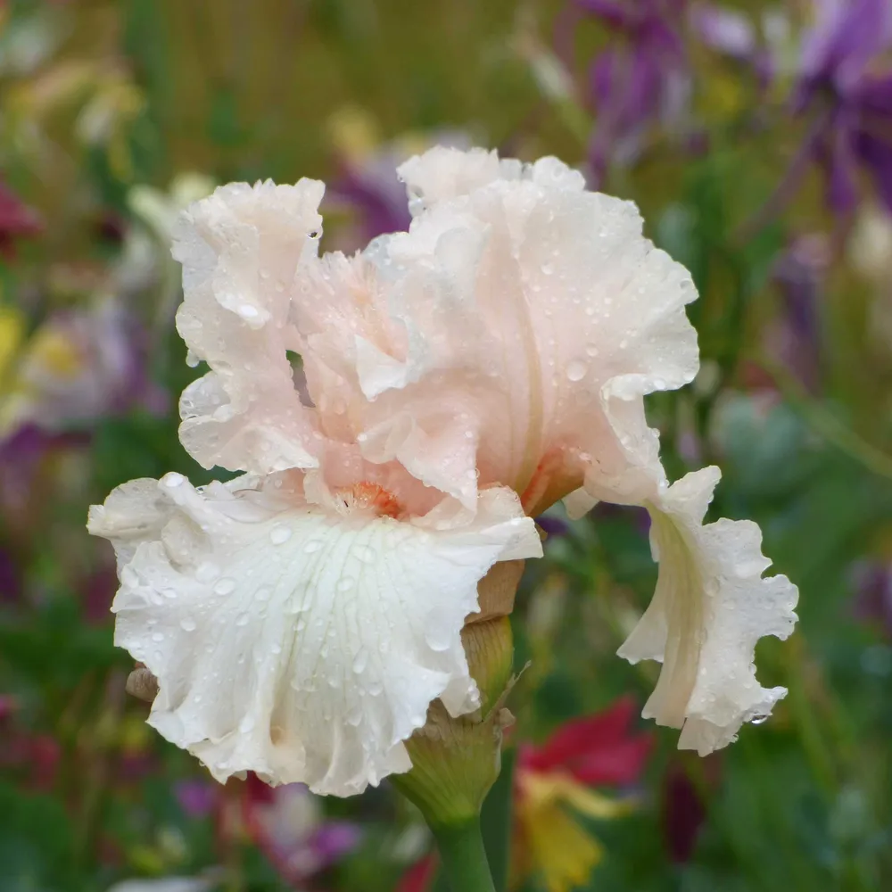 VEGSOW Magical Bearded Iris Bulbs - Perennial Flower Rhizomes