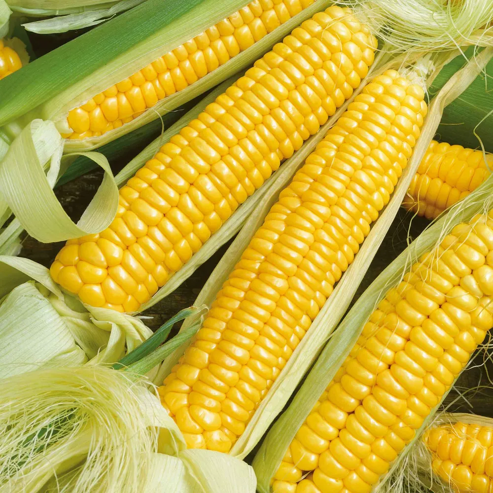 VEGSOW Golden X Bantam Corn Seeds - Sweet Heirloom Variety for Home Gardens