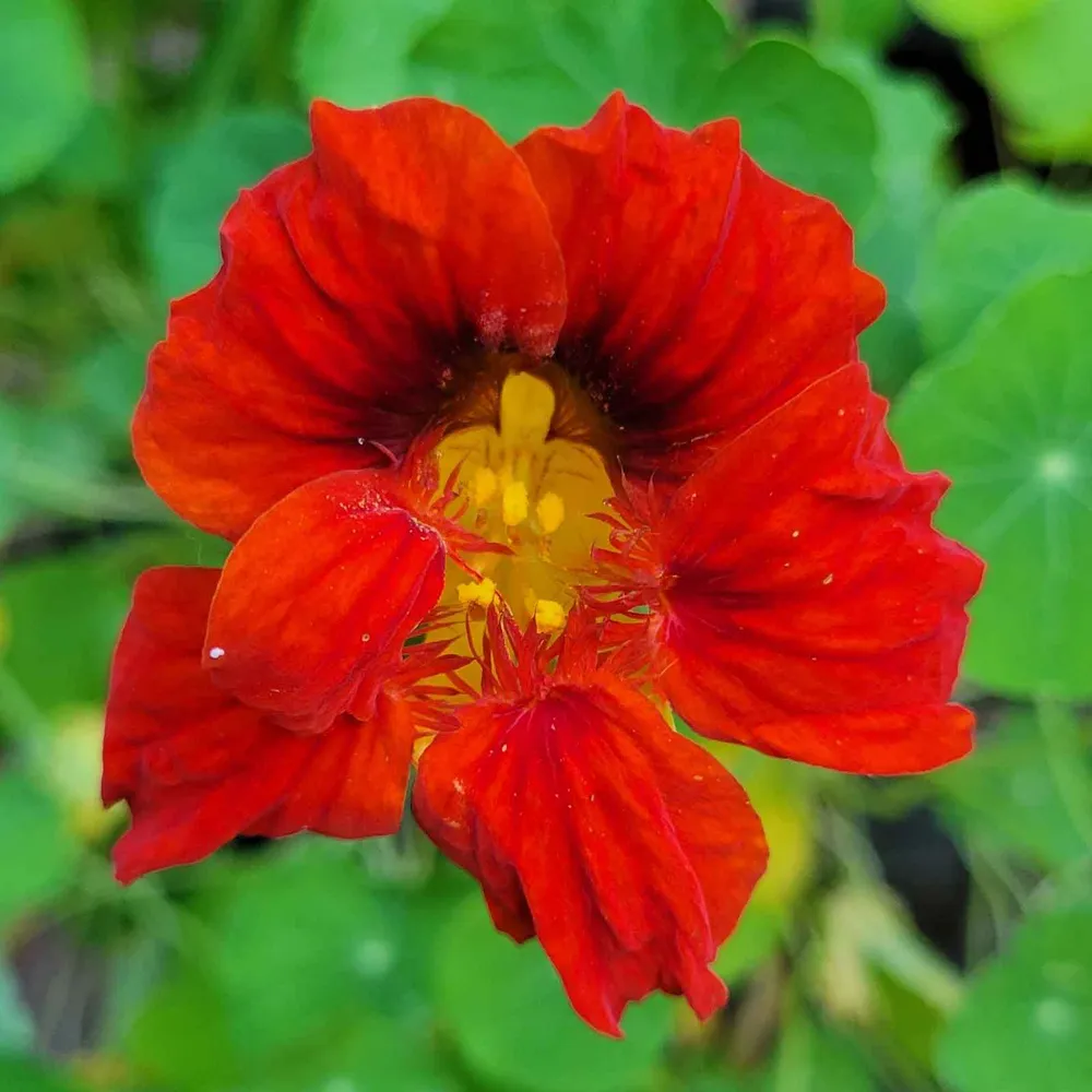 VEGSOW Mahogany Gleam Nasturtium Seeds - Heirloom Annual Flower Seeds