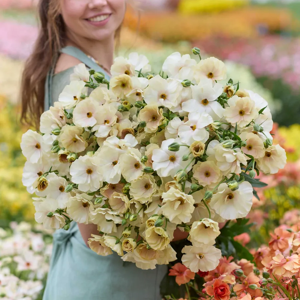VEGSOW Ranunculus Bulbs - Butterfly Keramos®