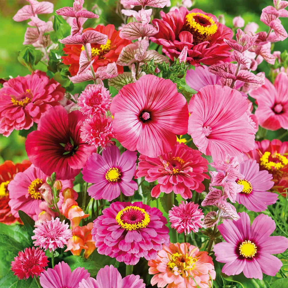 VEGSOW Pink Perfection Flower Seed Mix - Assorted Floral Seeds for Home Gardening