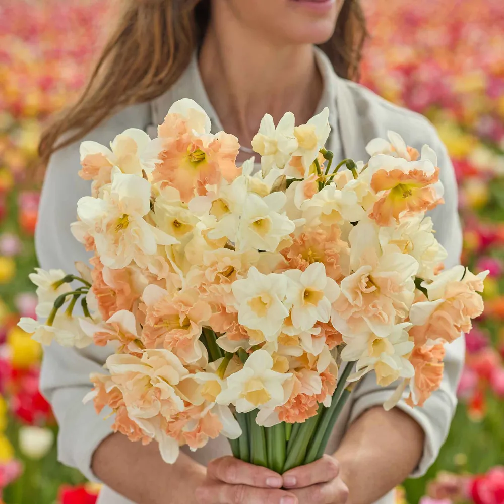 VEGSOW Golden Glow Daffodil Bulbs - Spring Flowering Narcissus Mix