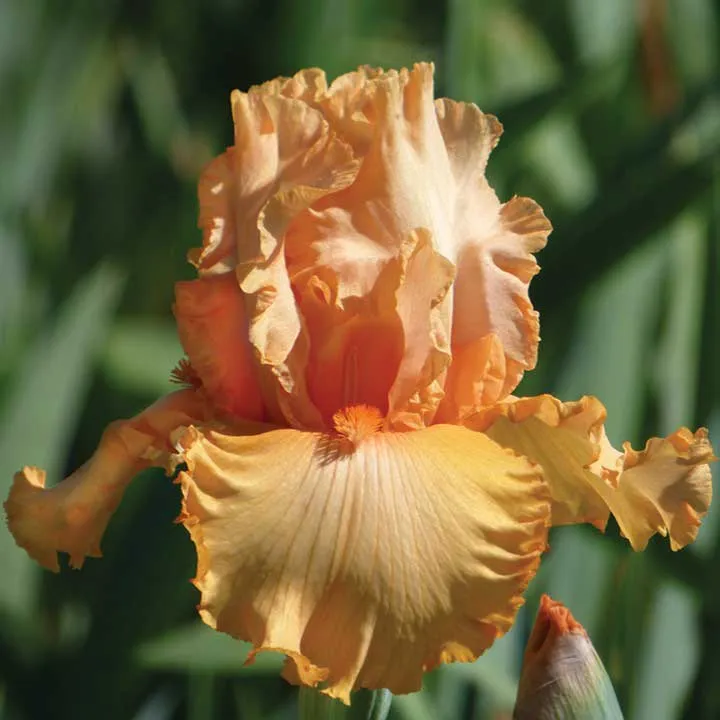 VEGSOW Peach State Bearded Iris Bulbs - Perennial Flower Rhizomes