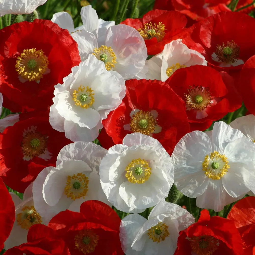 VEGSOW Poppy Seeds - National Mix Assorted Flower Seeds