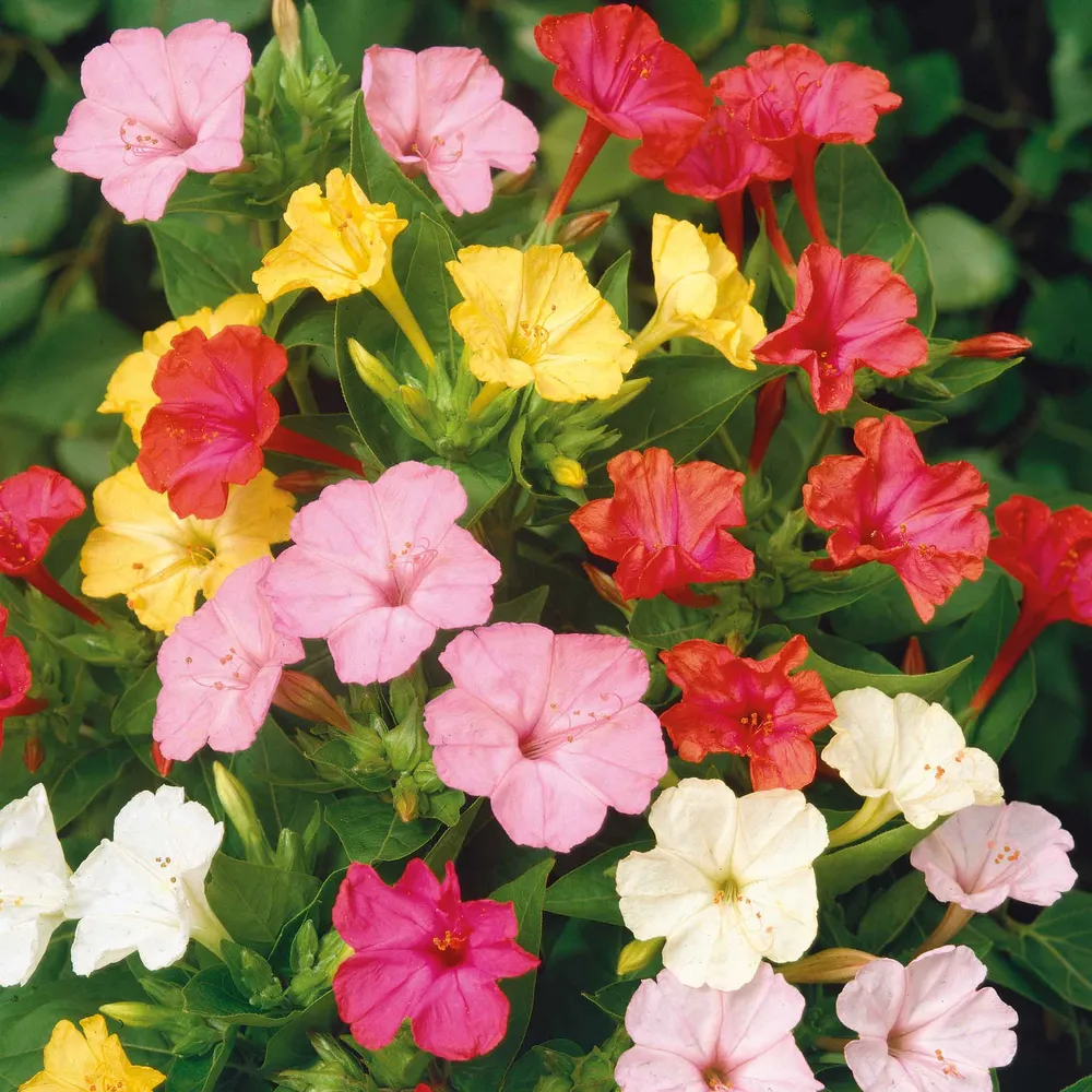 VEGSOW Four O'Clock Seeds - Mixed Colors Heirloom Flower Seeds