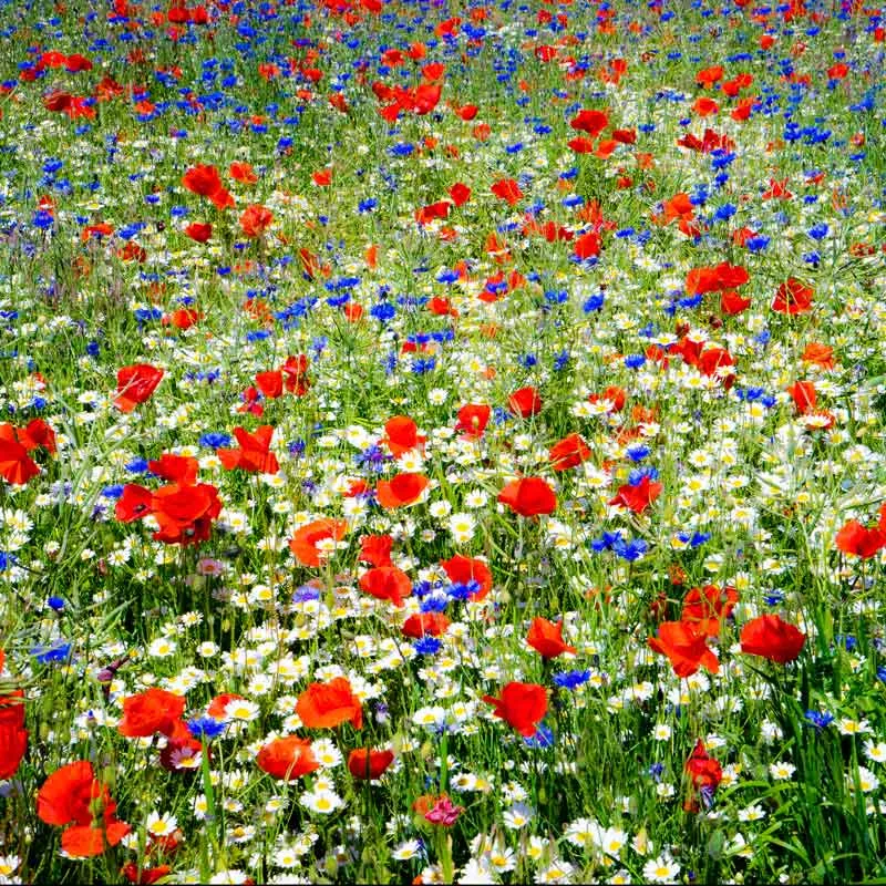 VEGSOW Field of Dreams - Red, White & Blue Flower Seed Mix