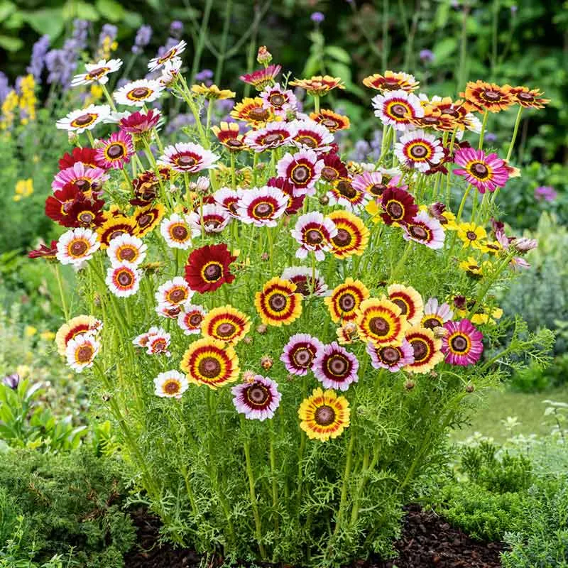 VEGSOW Painted Daisy Seeds (Painted) - Rainbow Mix