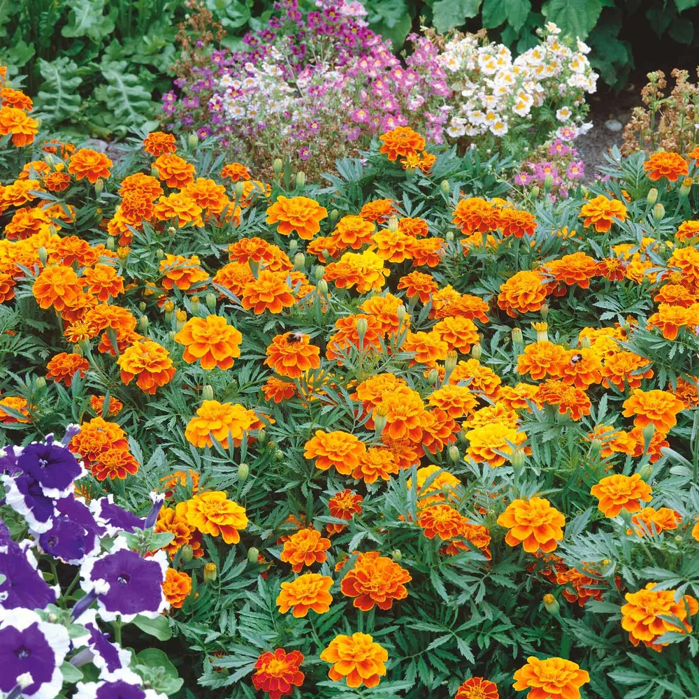VEGSOW French Marigold Seeds - Queen Sophia Heirloom Annual Flower Seeds