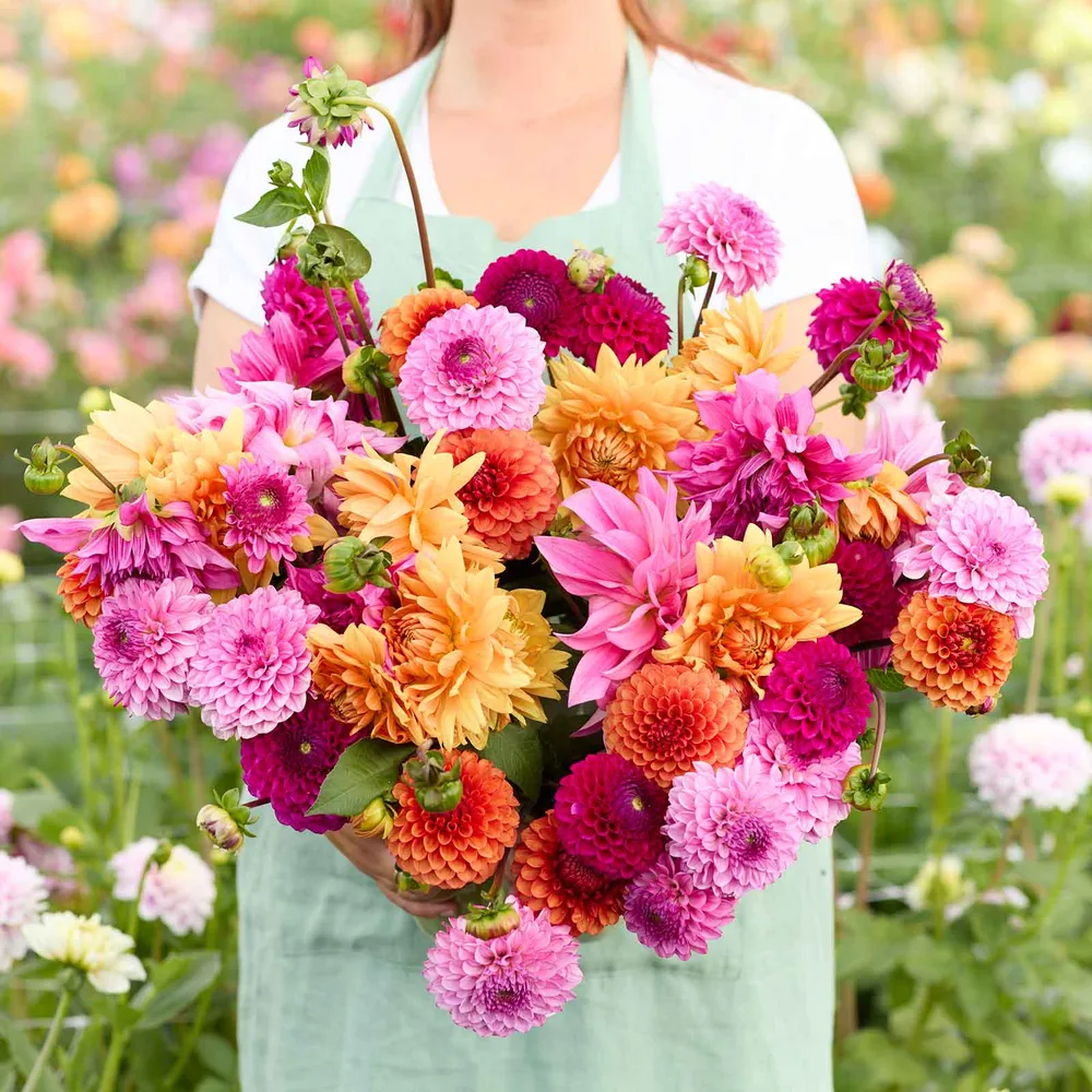 VEGSOW Hearts on Fire Mix Dahlia Tubers - Vibrant Multi-Color Garden Bulbs