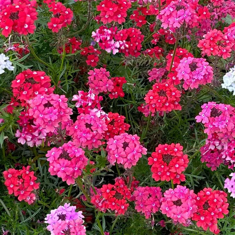 VEGSOW Sweetheart Kisses Verbena Seeds
