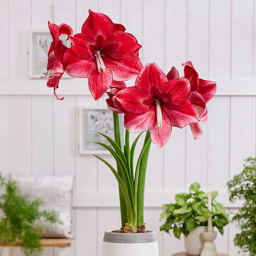 VEGSOW Amaryllis Bulbs - Daphne