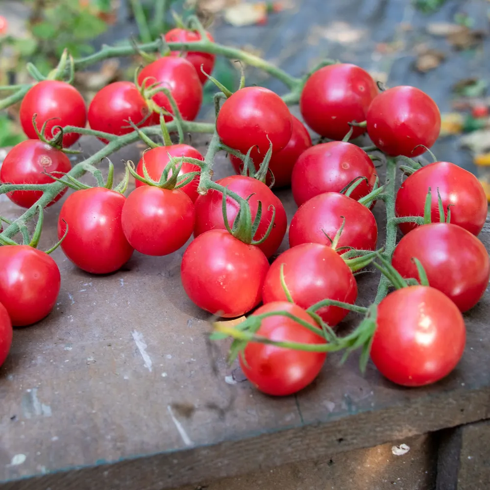 VEGSOW Tomato Seeds - Melon F1 Hybrid Variety