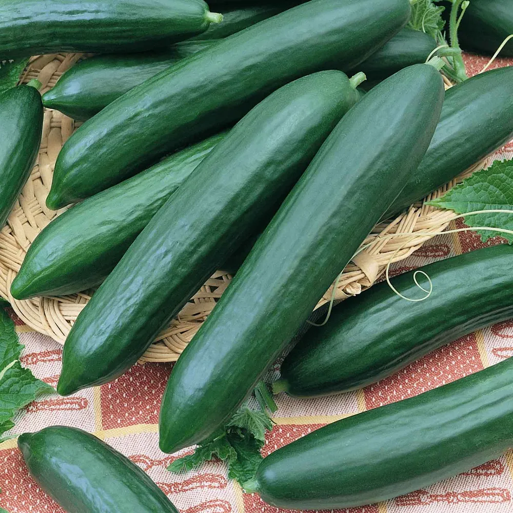 VEGSOW Tendergreen Burpless Cucumber Seeds - Organic Heirloom Variety