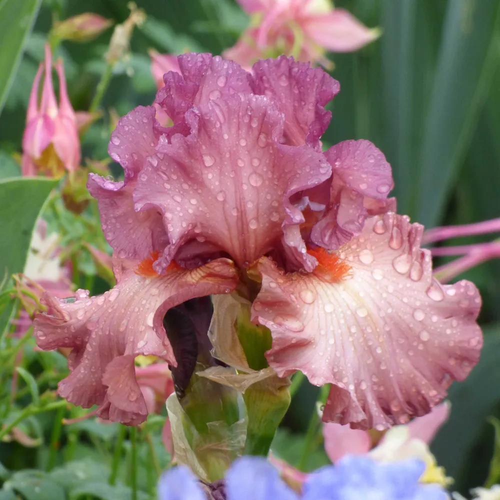 VEGSOW Bearded Iris Bulbs - Code Red