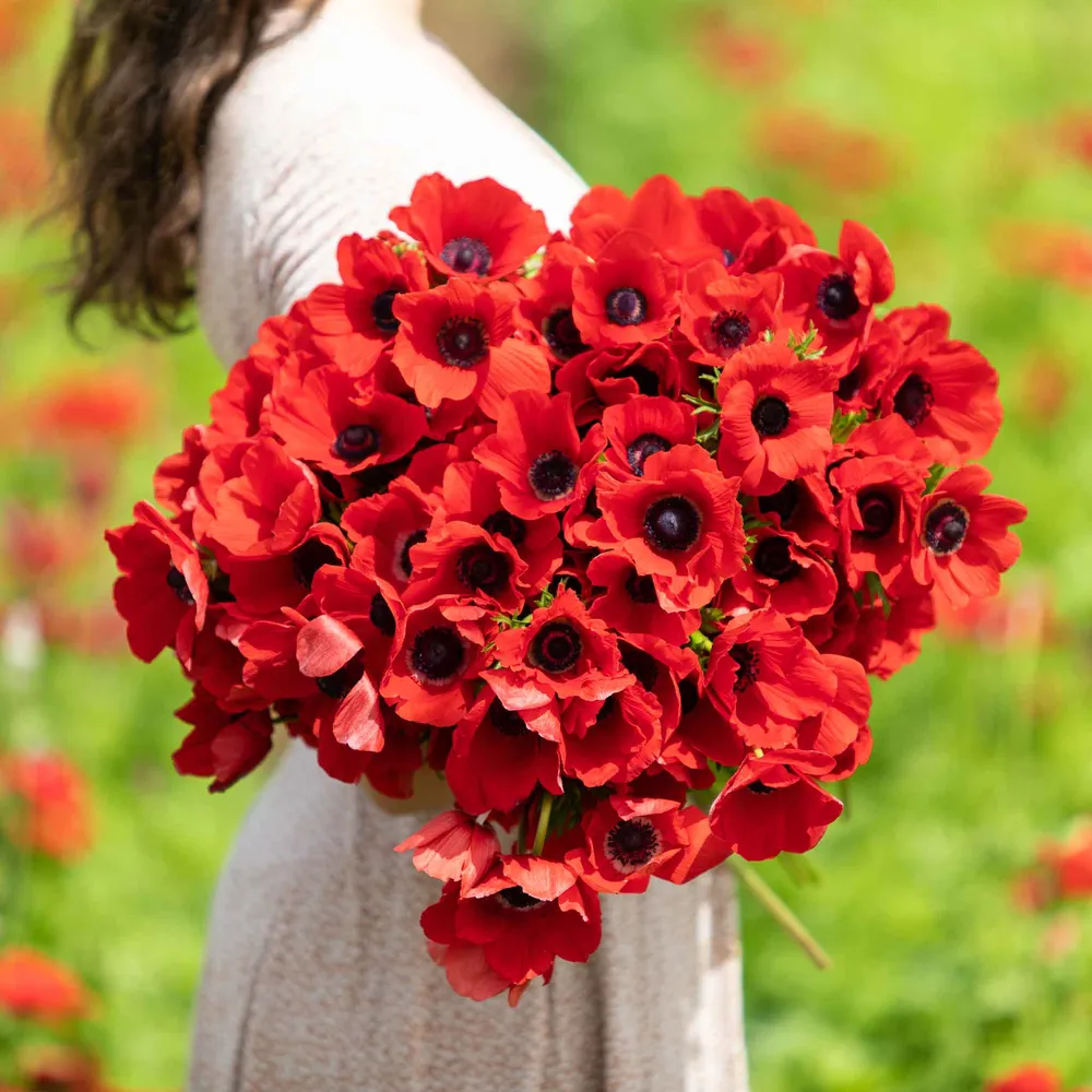 VEGSOW Red Anemone Bulbs - Vibrant Spring Flowering Perennial Bulbs