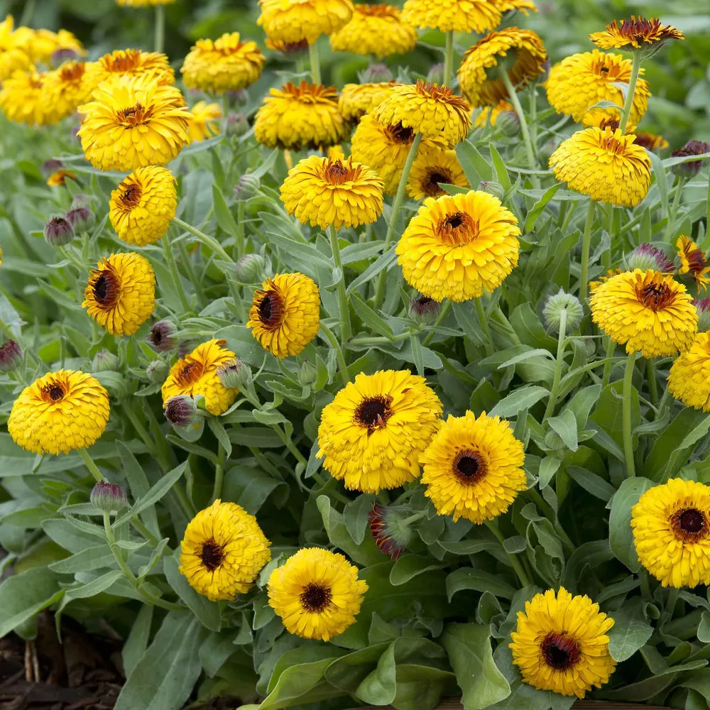 VEGSOW Bull's Eye Calendula Seeds - Heirloom Annual Flower Seeds for Garden Planting