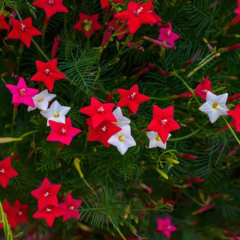 VEGSOW Morning Glory Seeds - Cypress Vine Mix for Climbing Garden Trellises