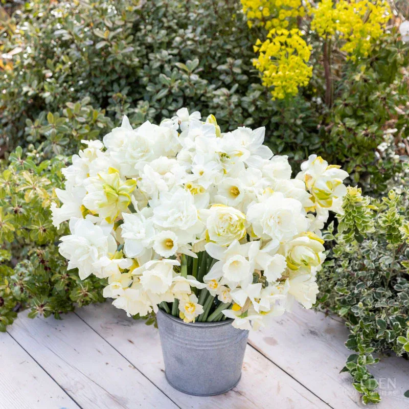 VEGSOW All White Daffodil Bulbs Mix - Spring Flowering Perennial Bulbs