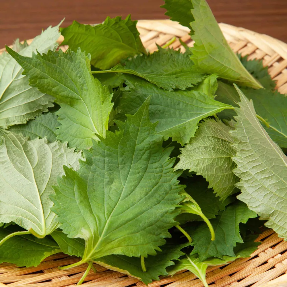 VEGSOW Kaori Perilla Seeds - Green Shiso for Microgreens and Herb Gardens