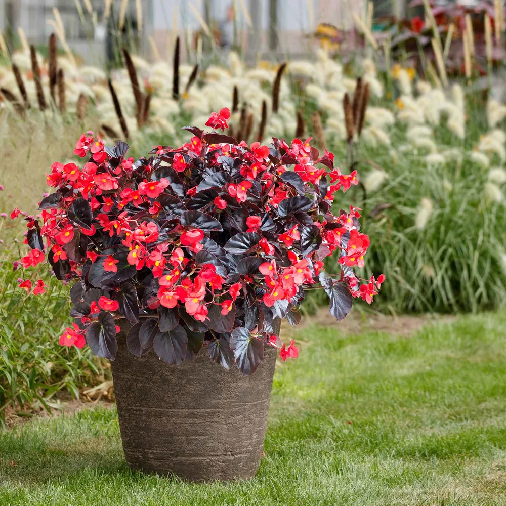 VEGSOW Viking XL Red on Chocolate Begonia Seeds