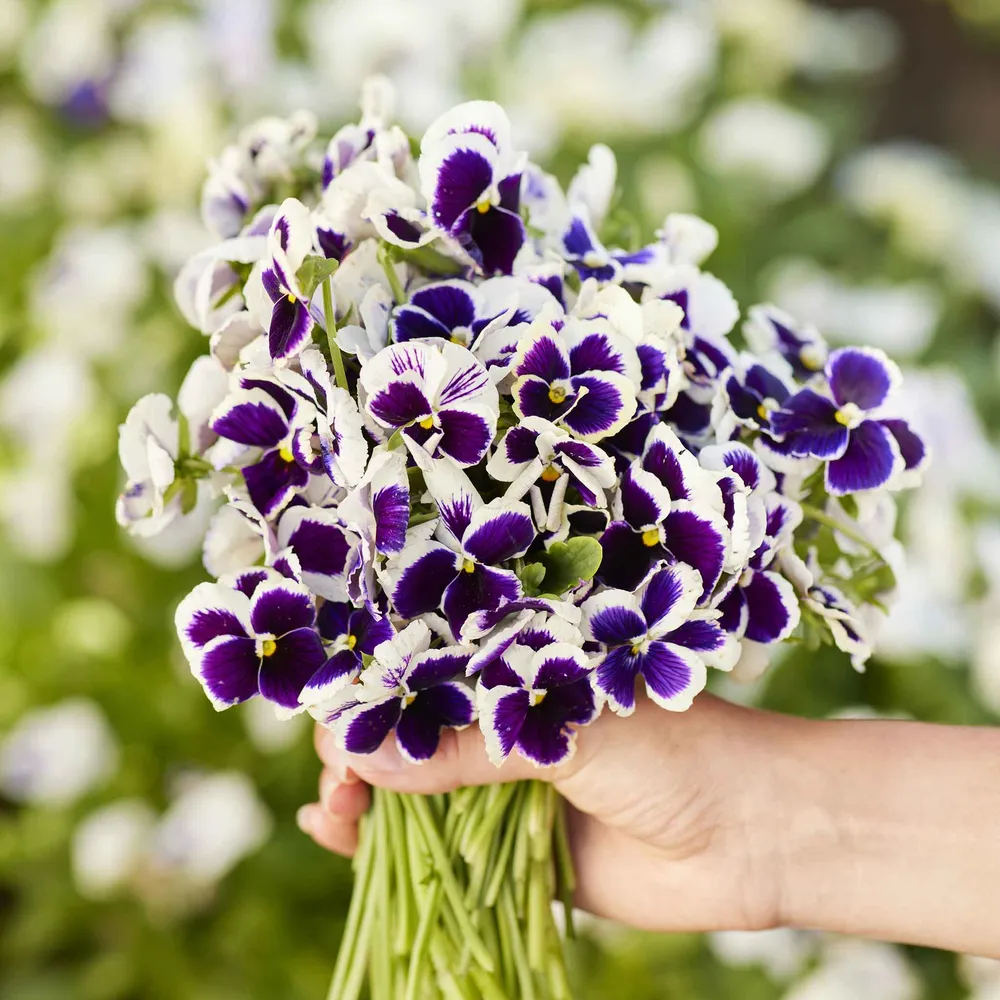 VEGSOW Swiss Giants Silverbride Pansy Seeds - Large Flowering Biennial Flower Seeds