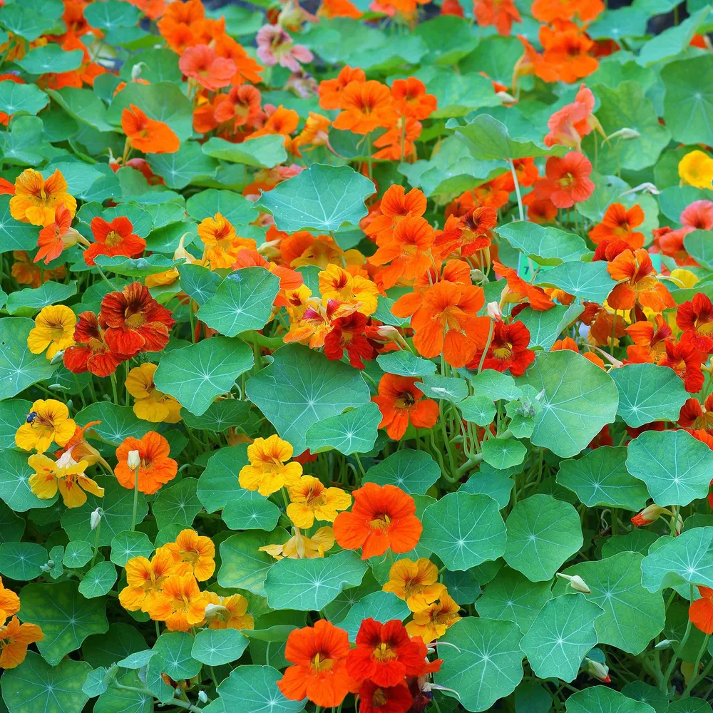 VEGSOW Tall Nasturtium Seeds - Mixed Colors