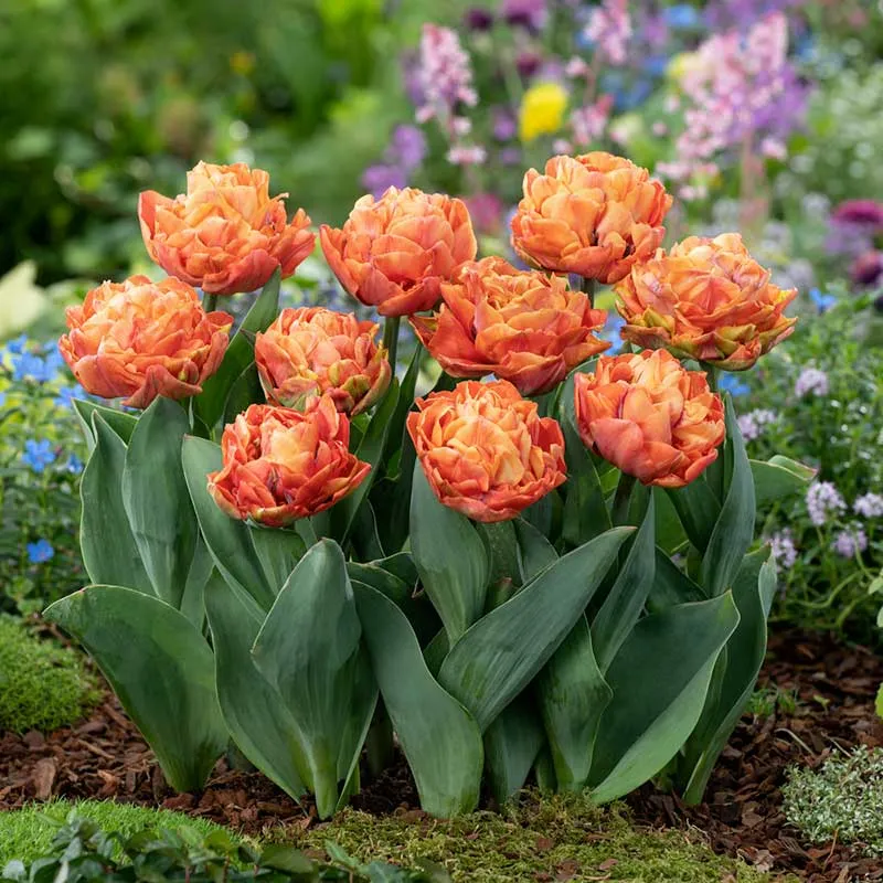 VEGSOW Valdivia Tulip Bulbs - Spring Flowering Garden Bulbs