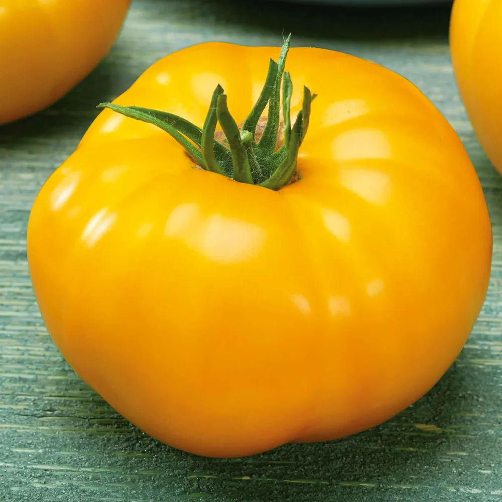 VEGSOW Brandywine Yellow Tomato Seeds - Heirloom Vegetable Seeds for Home Gardening