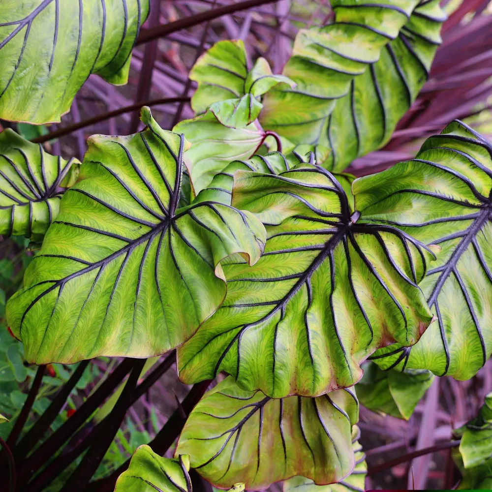 VEGSOW Pharoah's Mask Elephant Ear Bulbs - Tropical Perennial Rhizomes