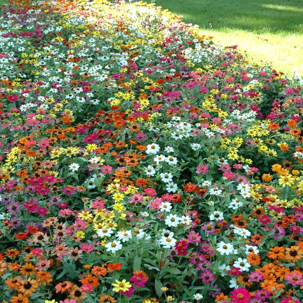 VEGSOW Profusion Mix Zinnia Seeds - Multi-Color Annual Flower Seeds