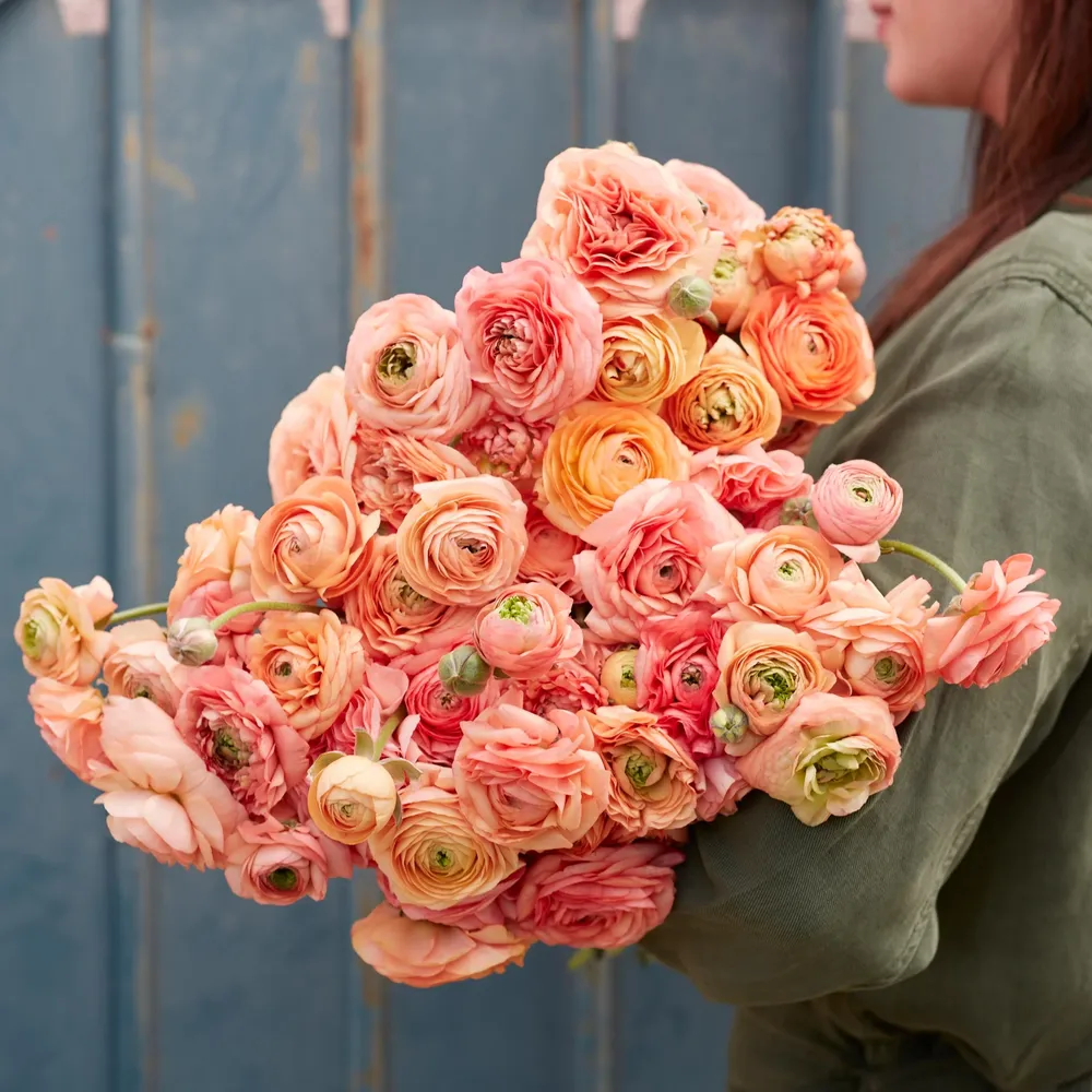 Amandine Salmon Ranunculus Bulbs - Spring Flowering Corms