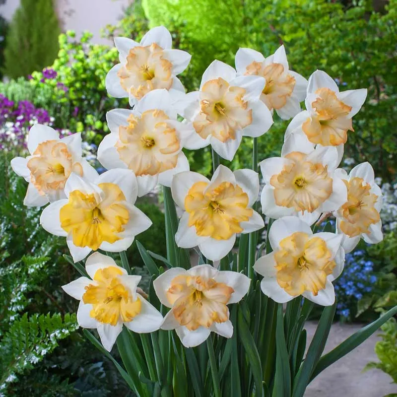 VEGSOW Color-Changing Daffodil Bulbs - Spring Flowering Perennial Flower Bulbs