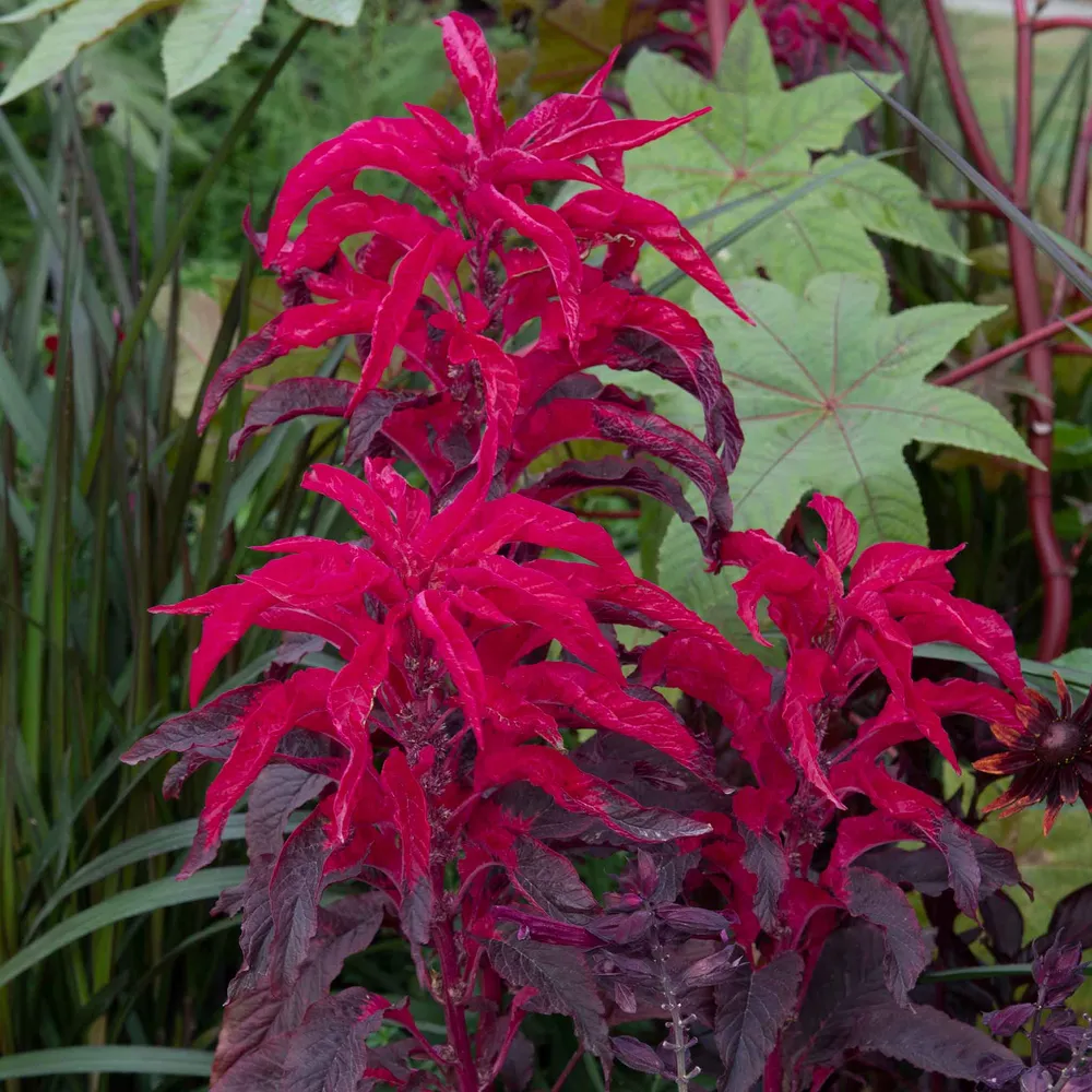 VEGSOW Amaranthus Seeds - Molten Fire